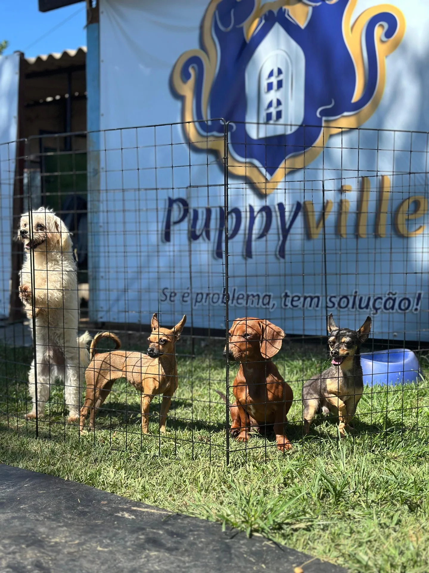 Cães aguardando comando