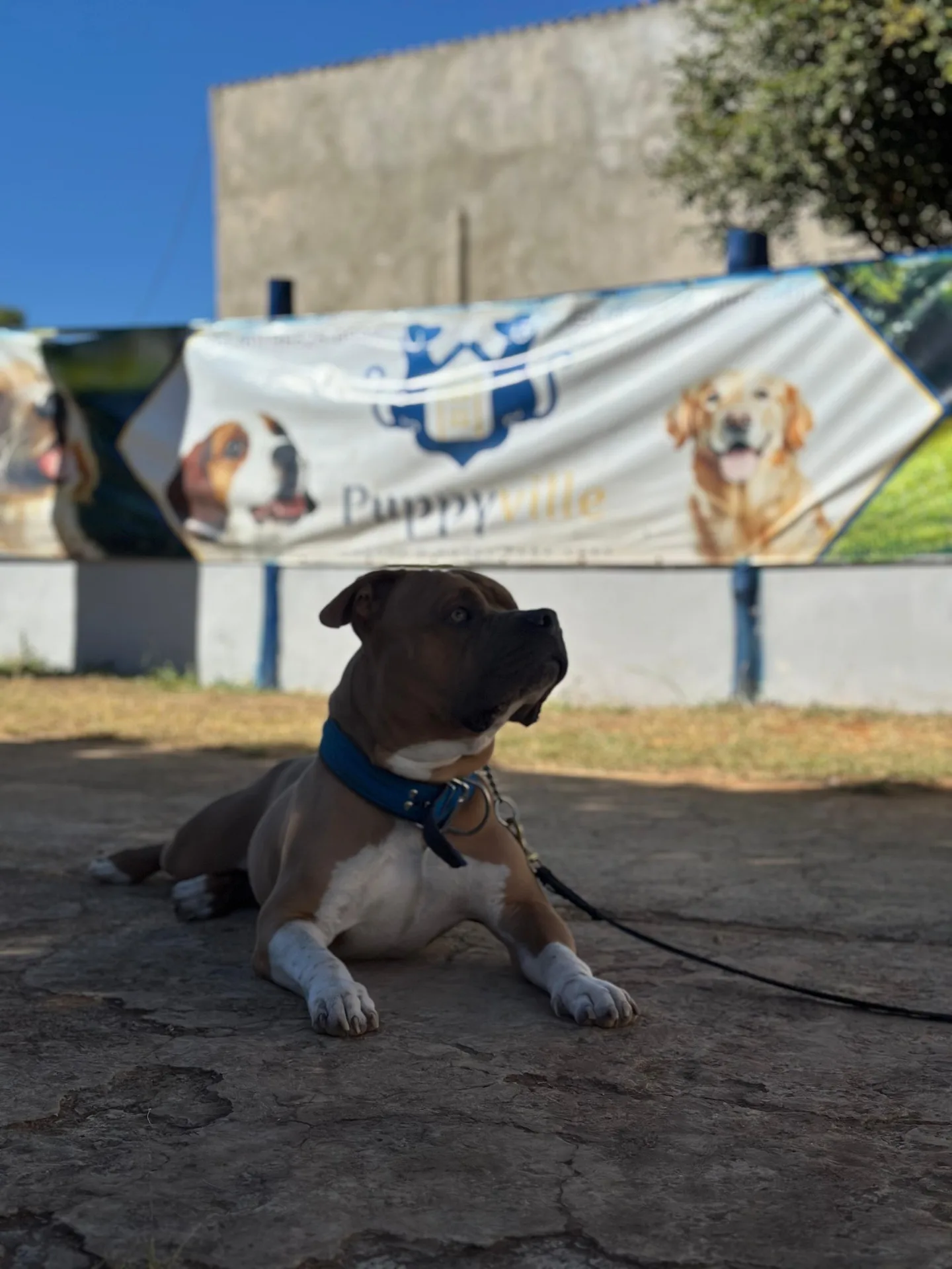 Cão treinado na Puppyville