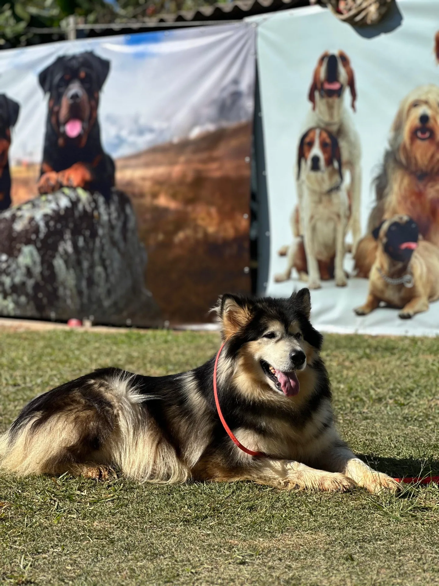 Cão relaxado após treinamento