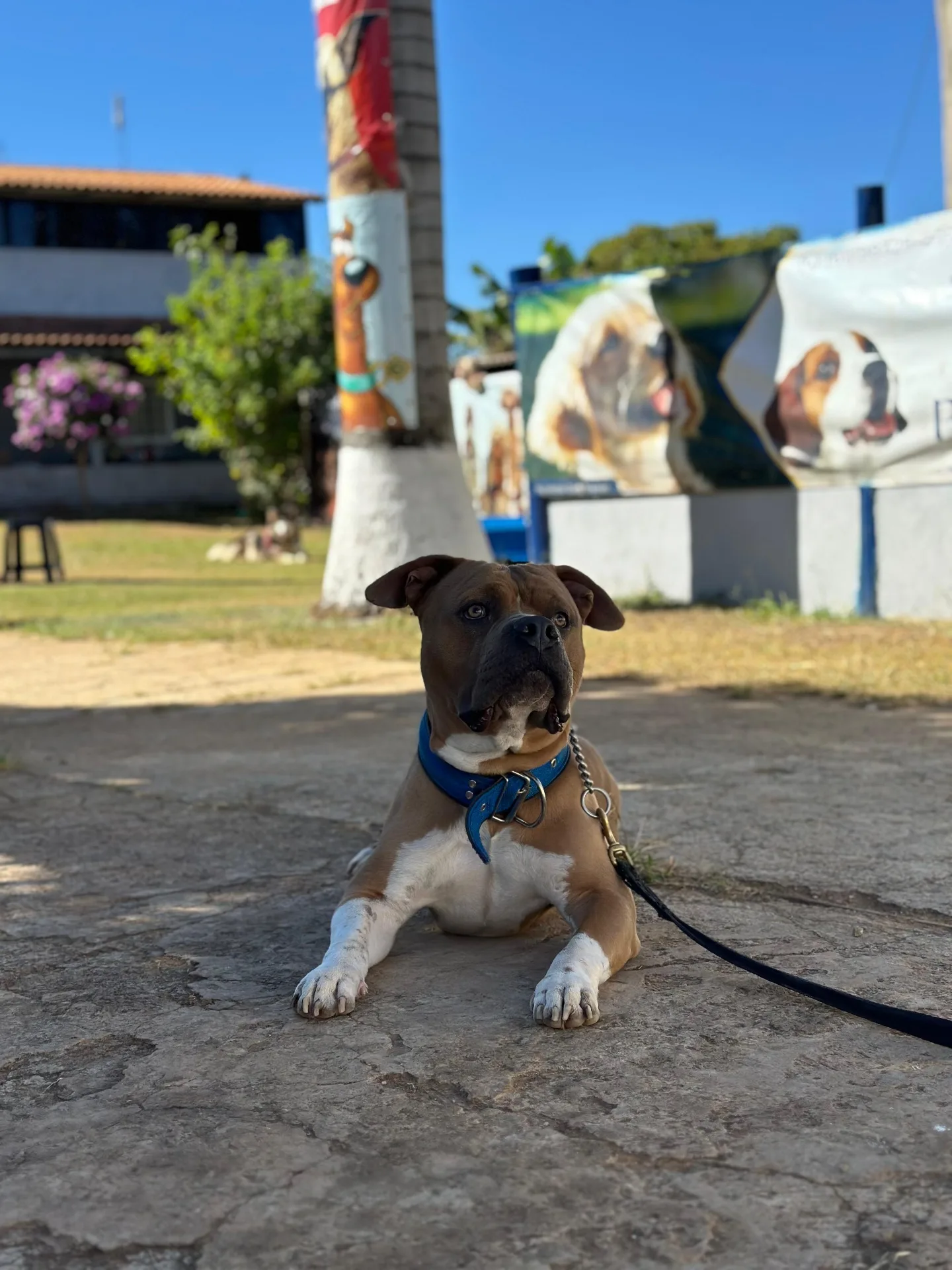 Cão na posição de espera