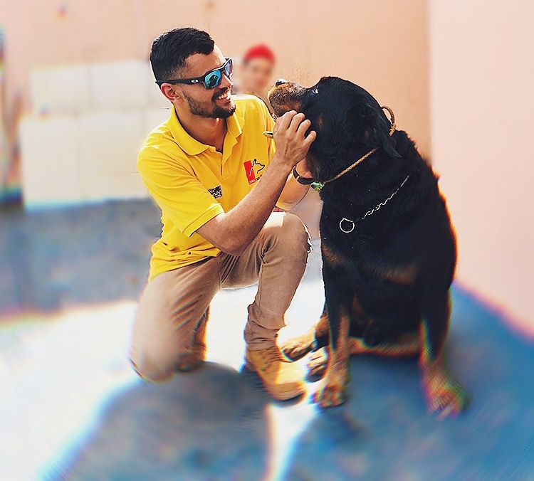 Cão com linguagem corporal tensa em situação de alerta, com olhar fixo e corpo rígido
