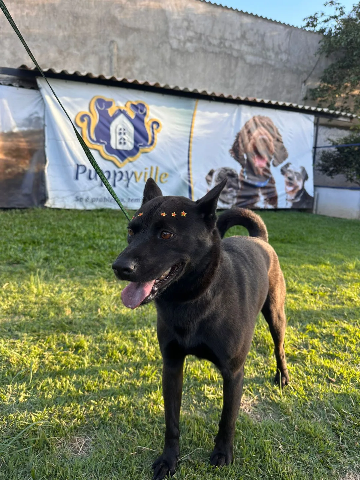 Tosa profissional em Brasília