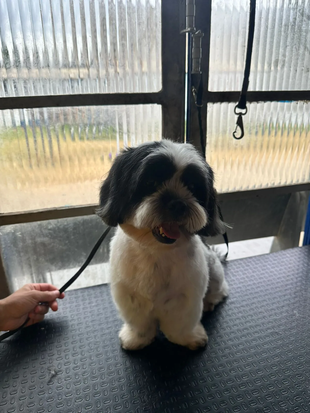 Pet satisfeito após banho e tosa
